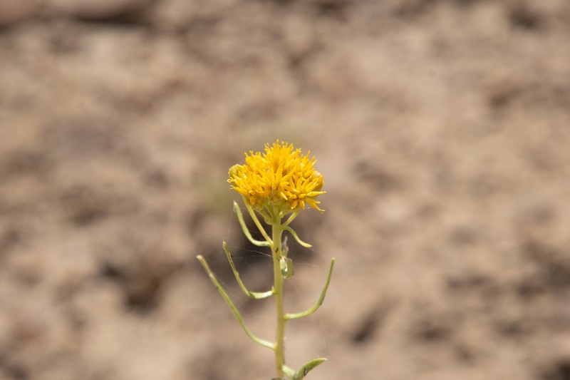 Rusby's Goldenbush photo 3