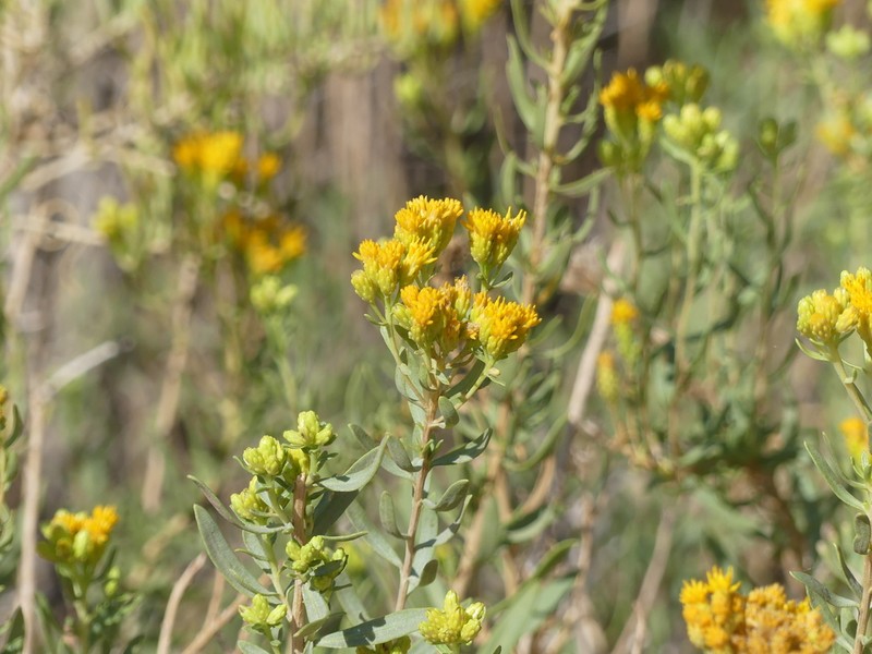 Rusby's Goldenbush photo 4