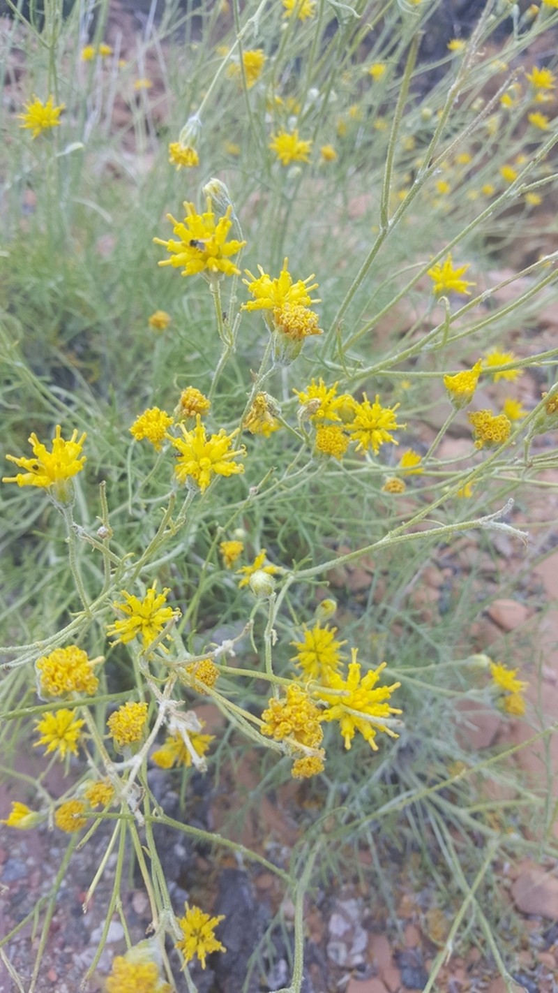 Rusby's Goldenbush photo 5