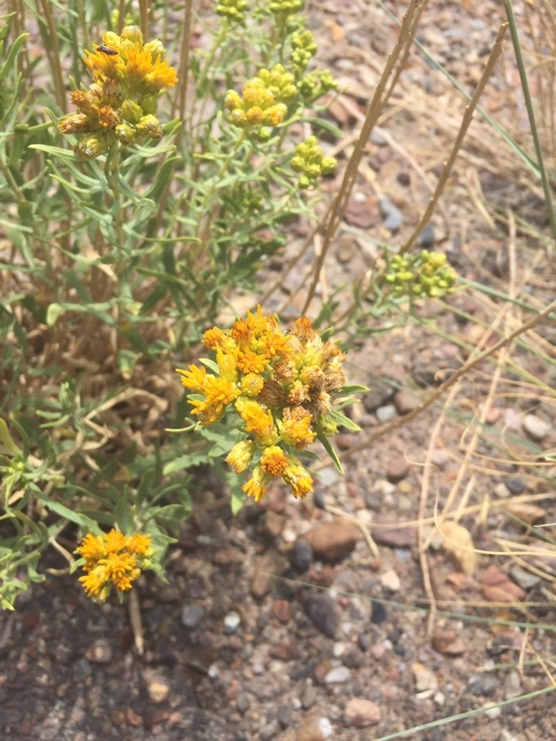 Rusby's Goldenbush photo 6