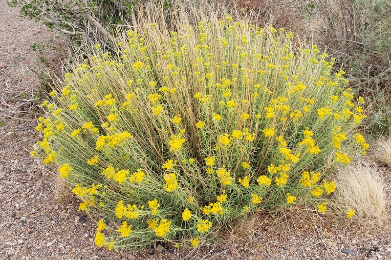 Rusby's Goldenbush photo 7
