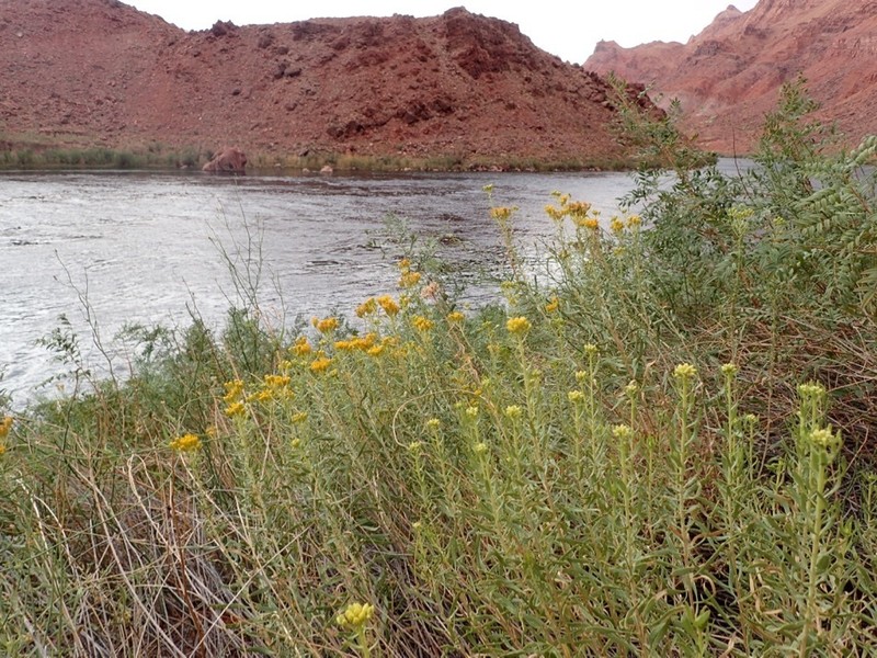 Rusby's Goldenbush photo 8