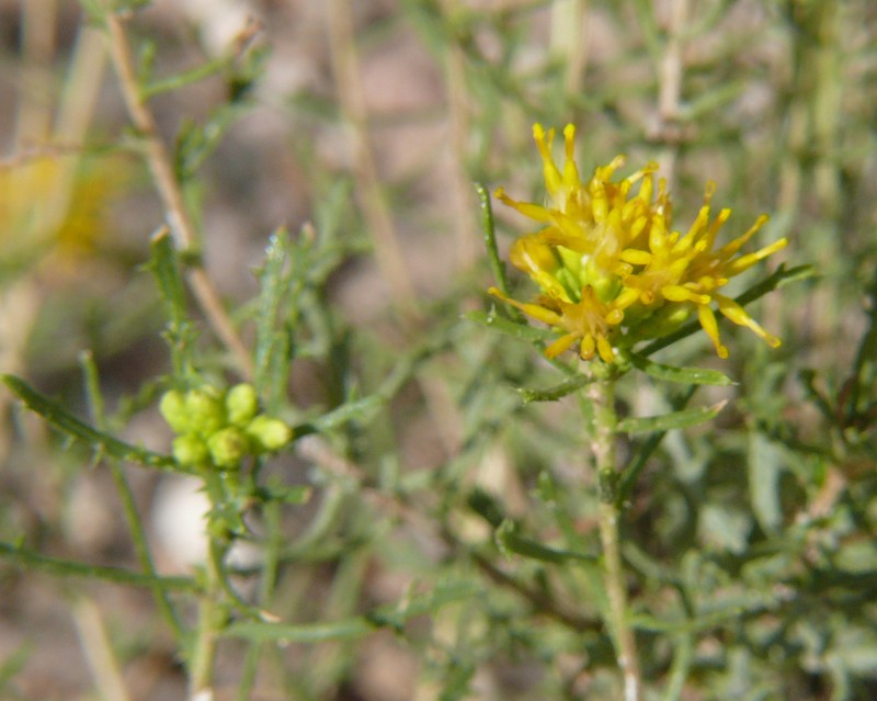 Burroweed photo 2
