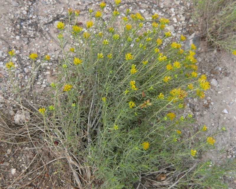 Burroweed photo 3