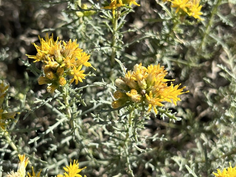 Burroweed
