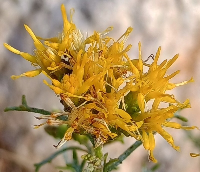 Burroweed photo 5