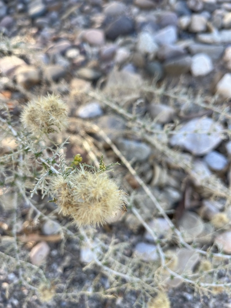 Burroweed photo 6