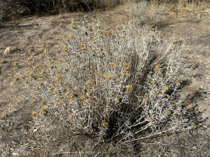 Burroweed photo 8