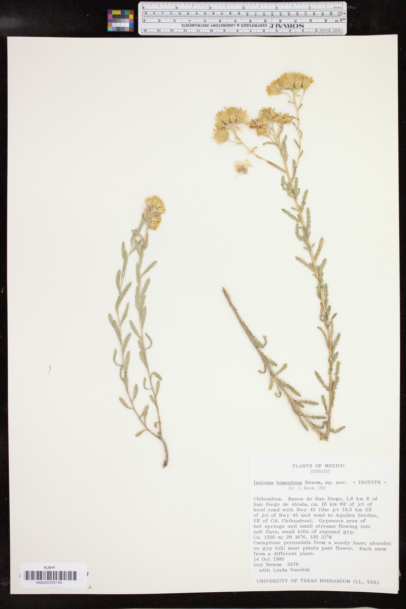 Isocoma tomentosa