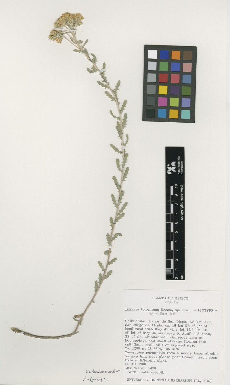 Isocoma tomentosa photo 2