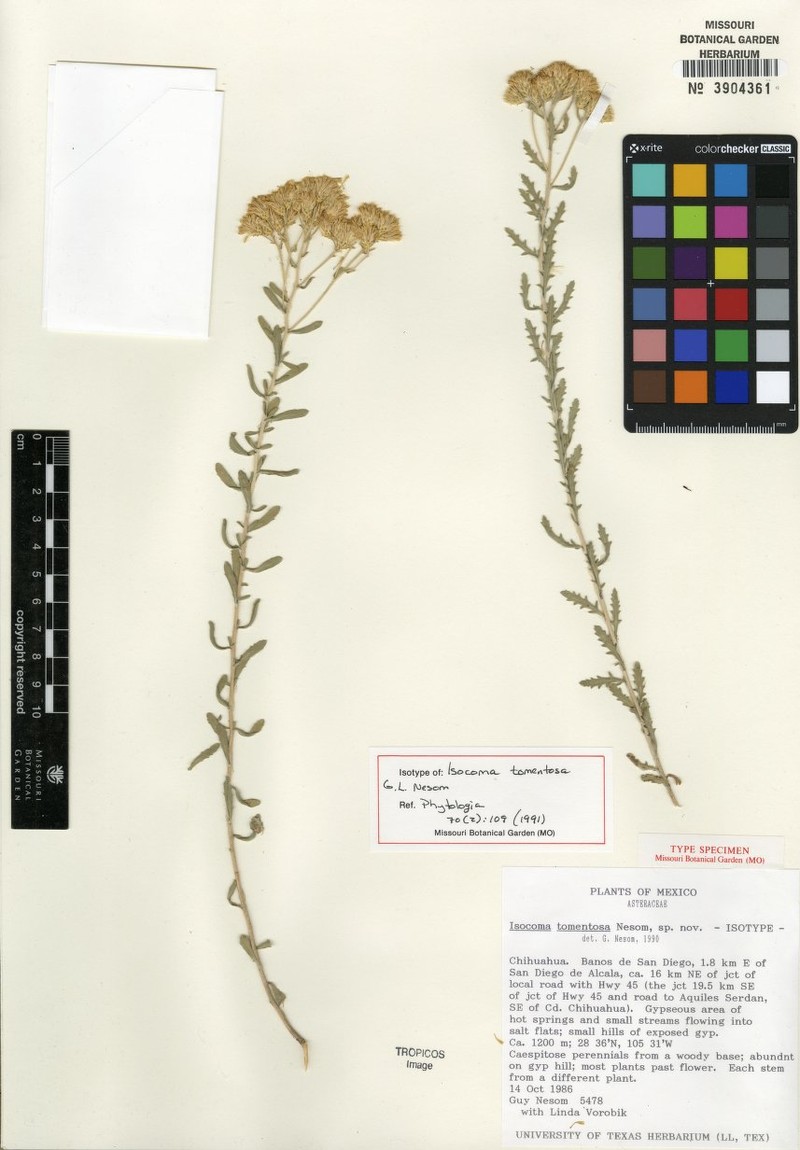 Isocoma tomentosa photo 3