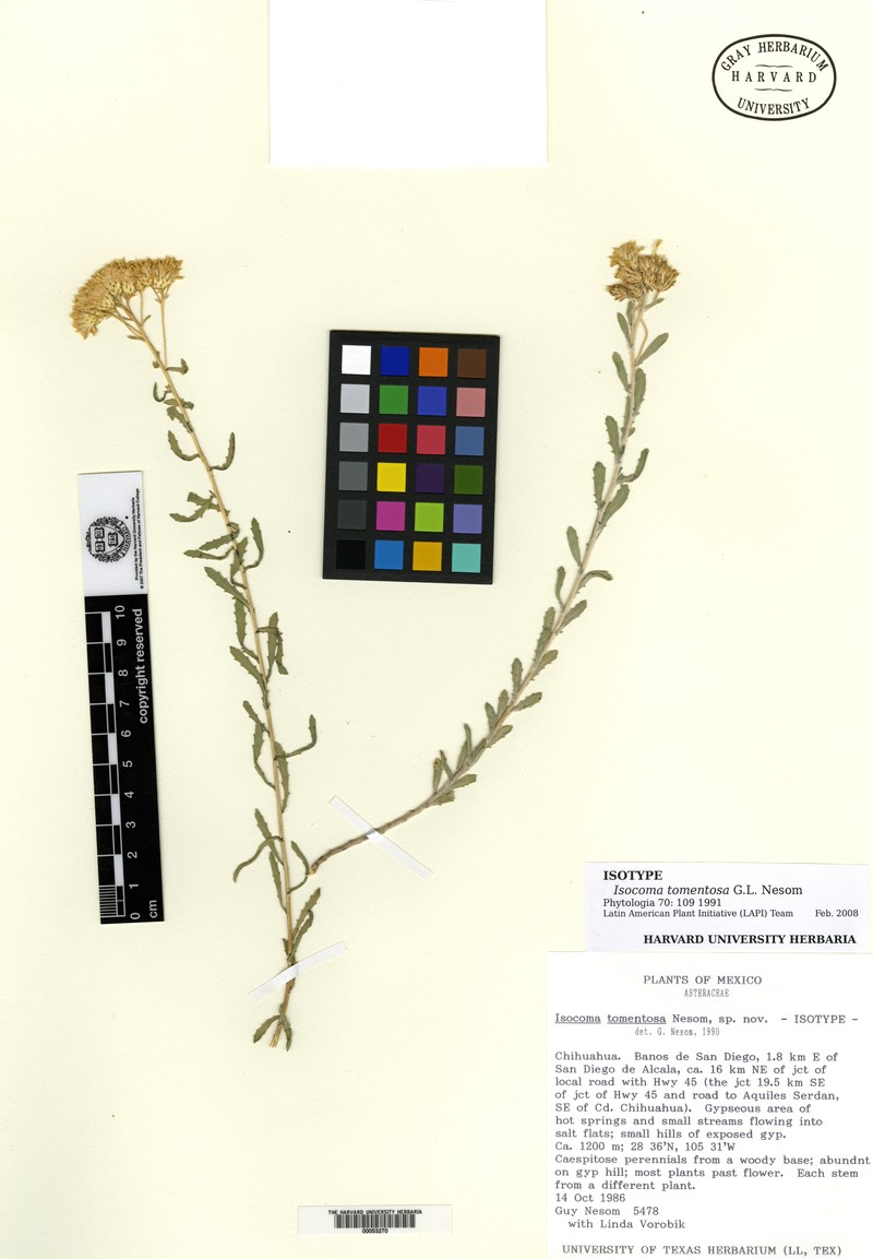 Isocoma tomentosa photo 4