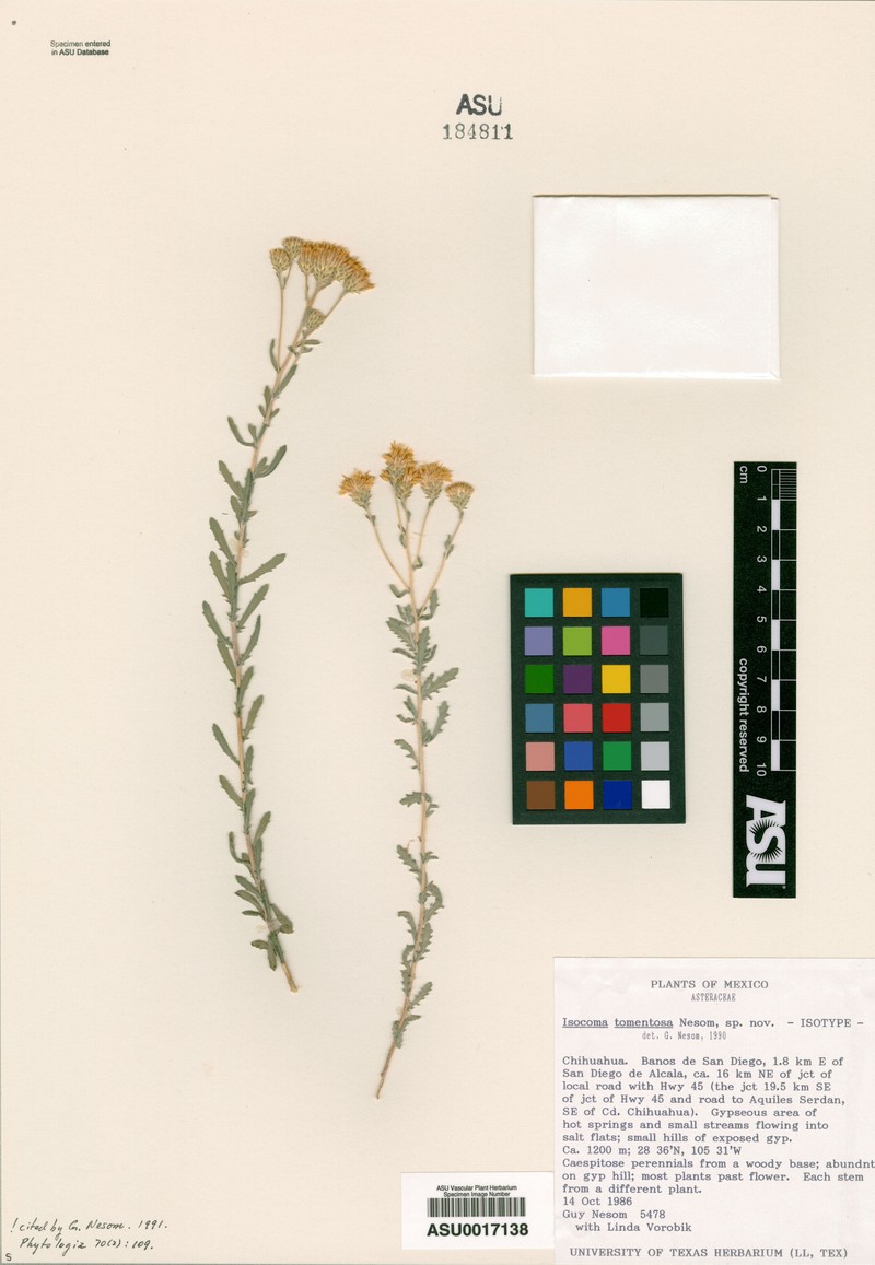 Isocoma tomentosa photo 5
