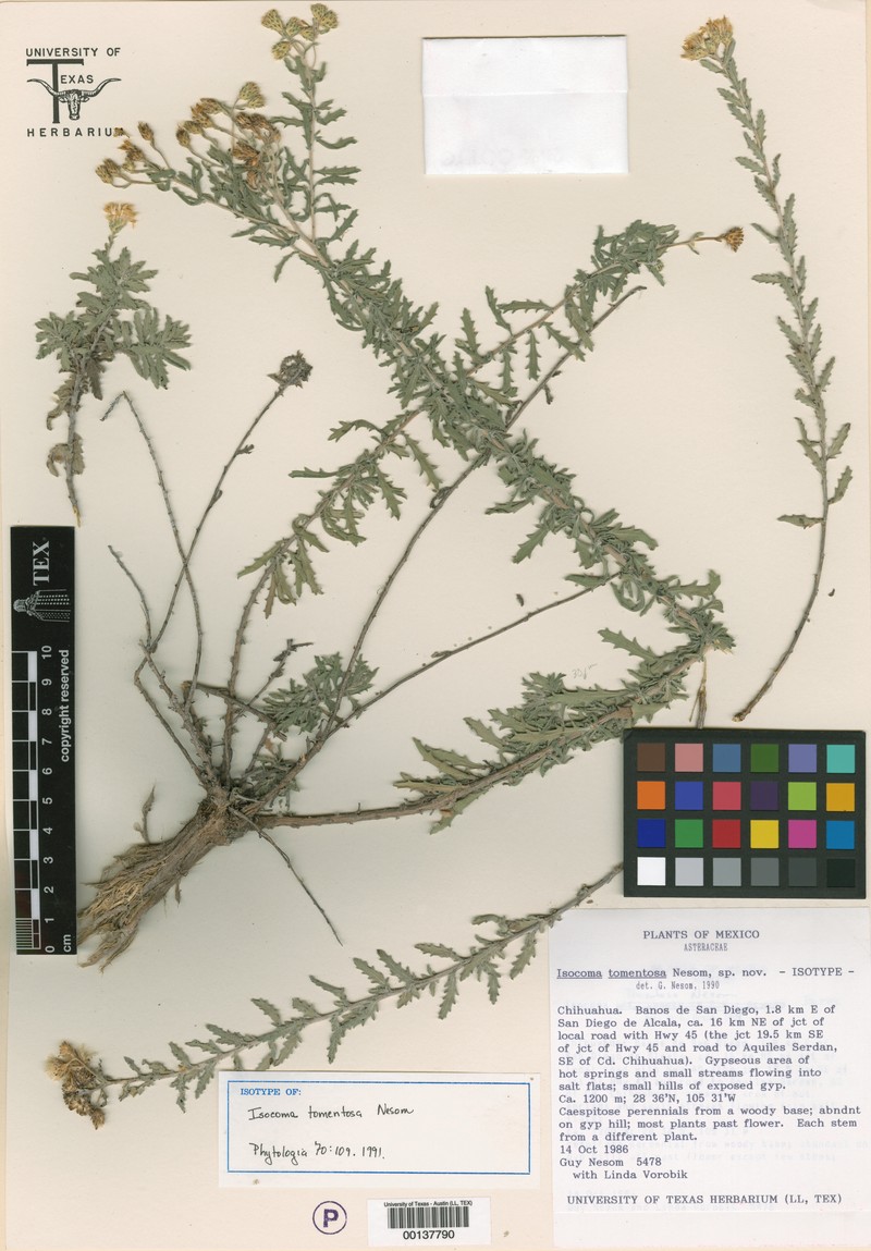 Isocoma tomentosa photo 6