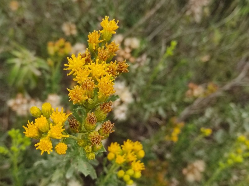 Isocoma veneta photo 6
