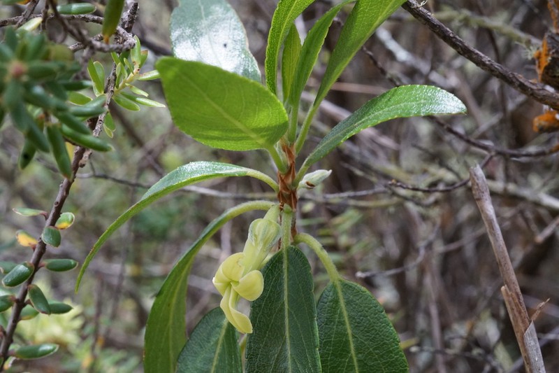Cindercone Isodendrion