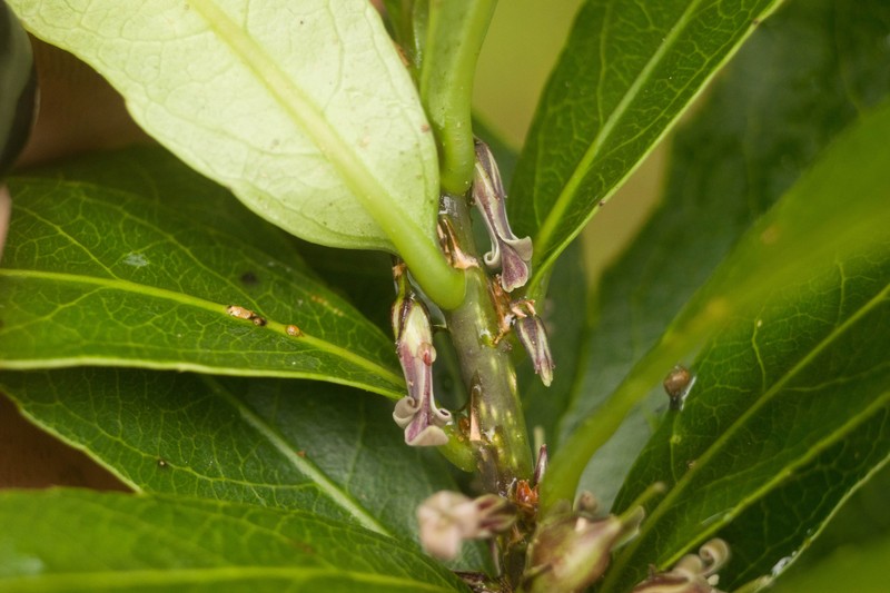 Rockcliff Isodendrion