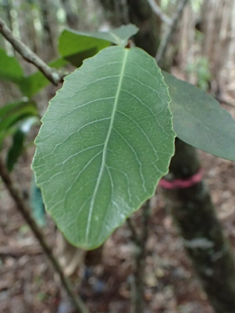 Rockcliff Isodendrion