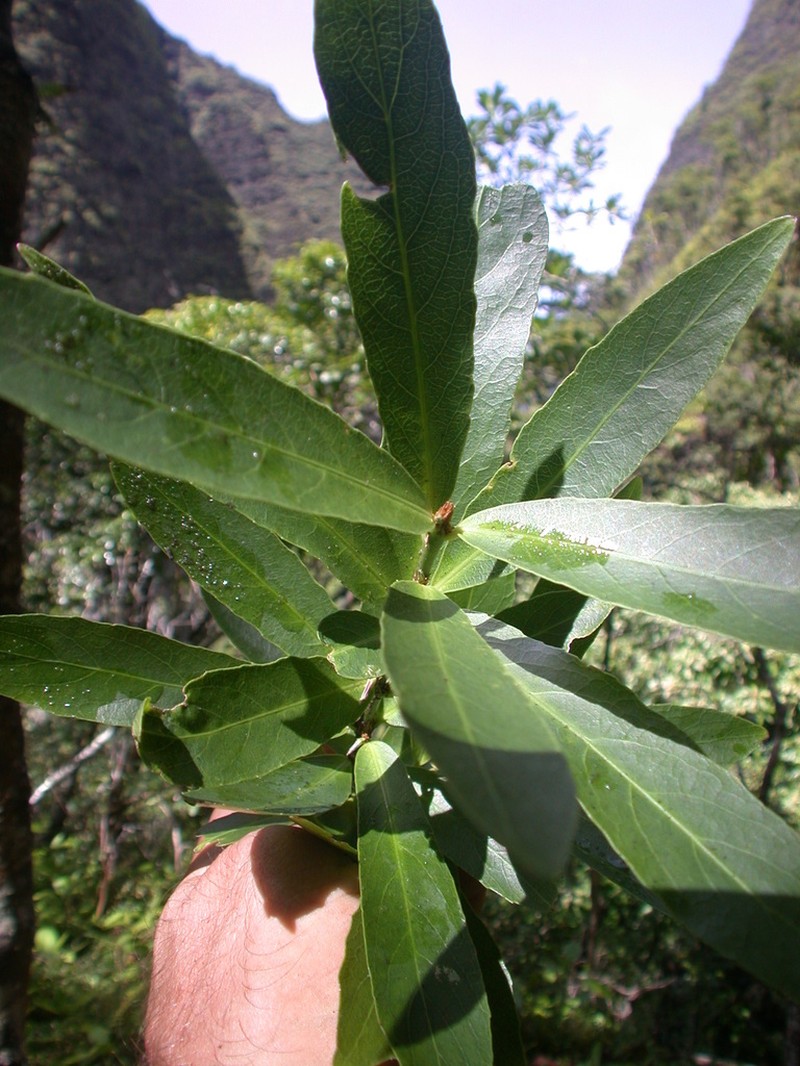 Rockcliff Isodendrion photo 4