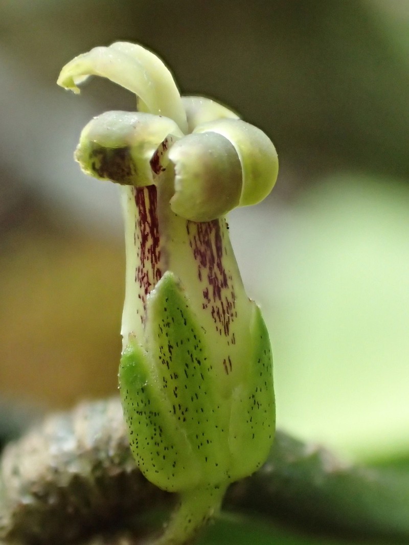 Longleaf Isodendrion
