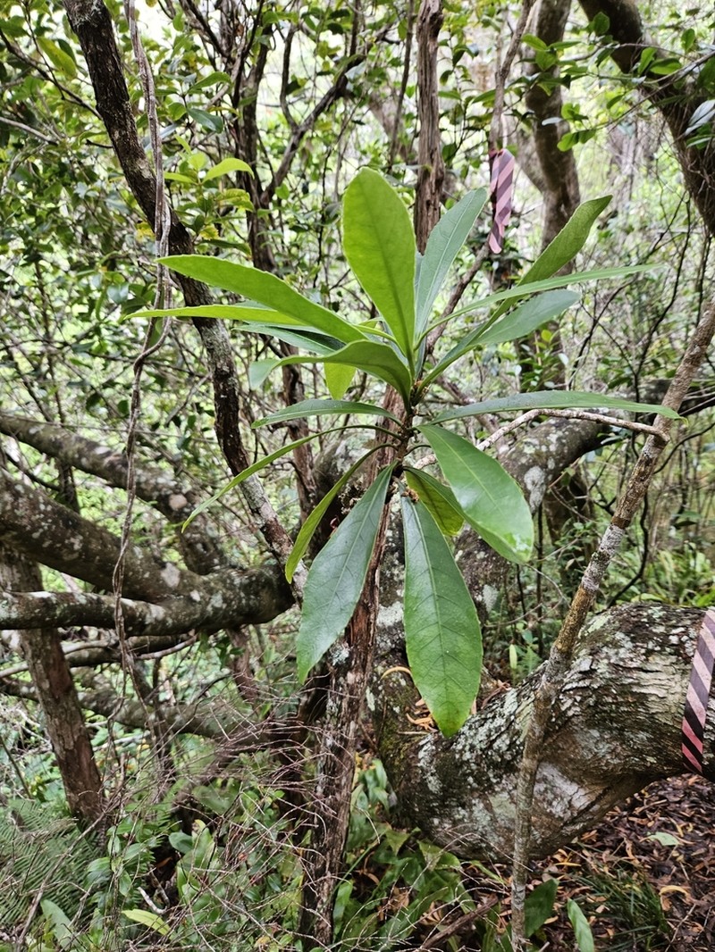 Longleaf Isodendrion photo 3