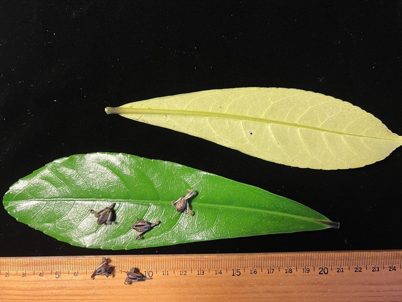 Longleaf Isodendrion photo 4