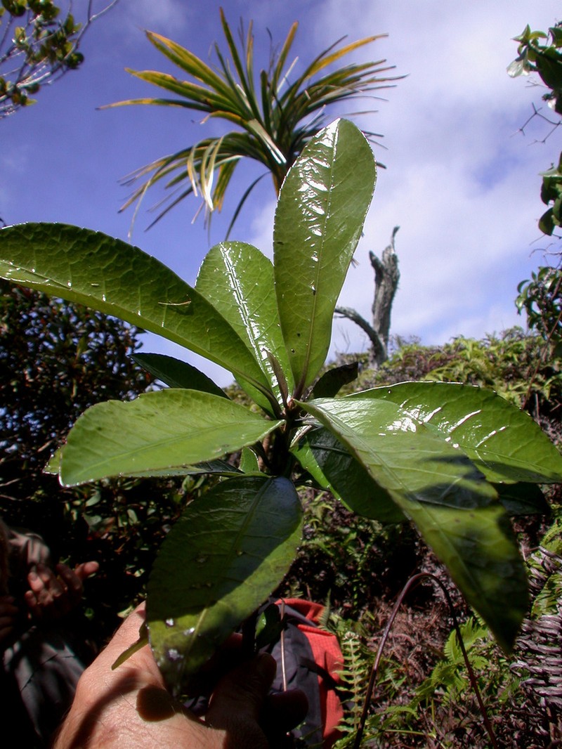 Longleaf Isodendrion photo 6