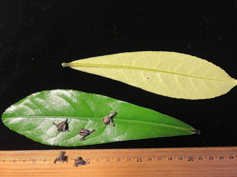 Longleaf Isodendrion photo 7