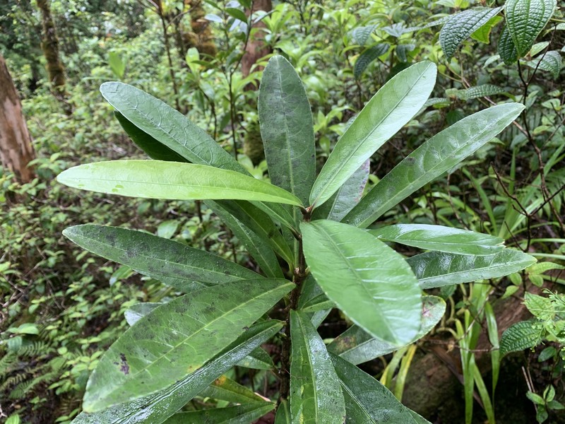 Longleaf Isodendrion photo 8