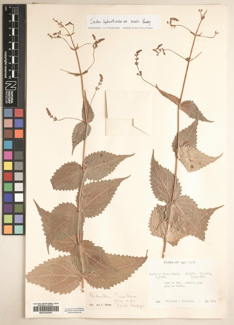 Isodon lophanthoides var. sessilis