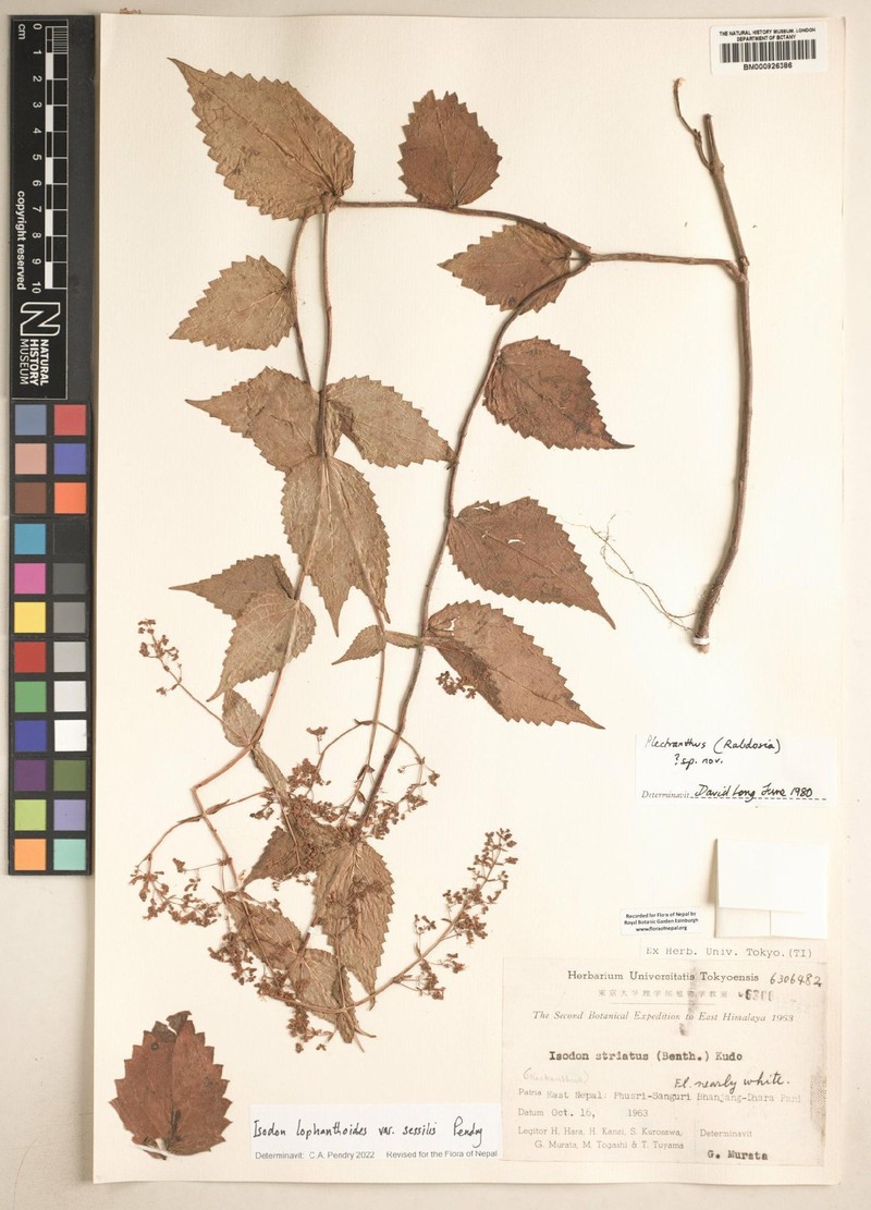 Isodon lophanthoides var. sessilis photo 2