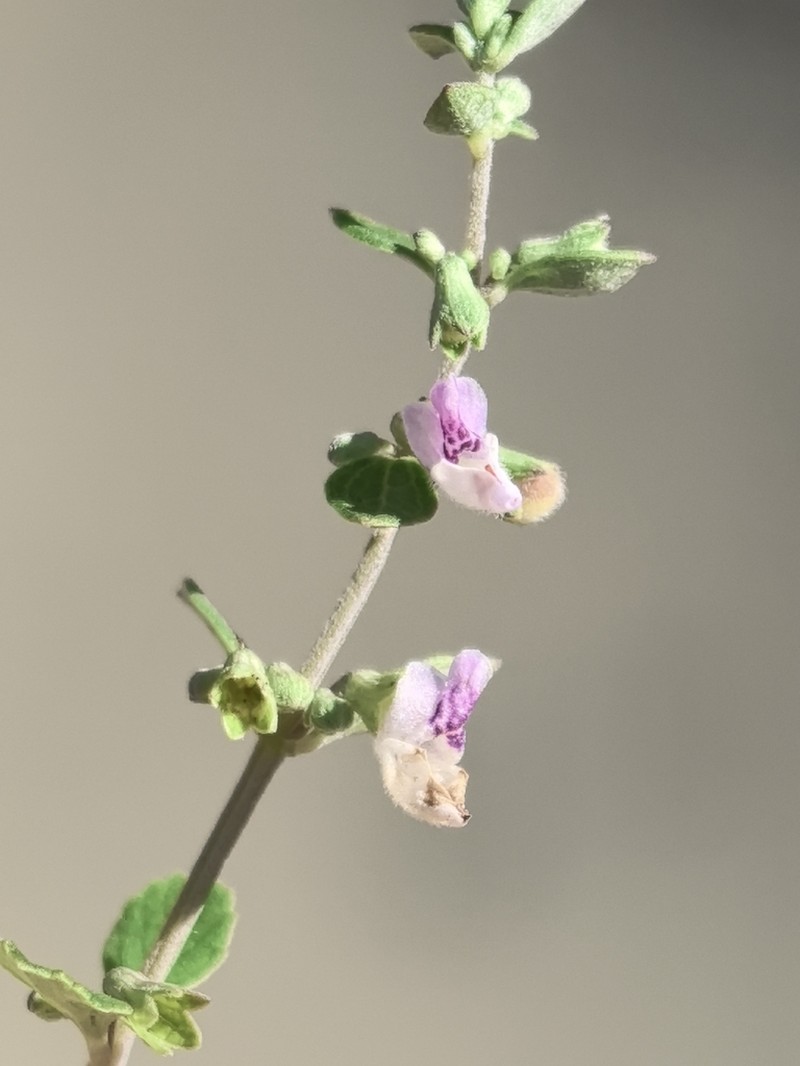 Isodon sukungii