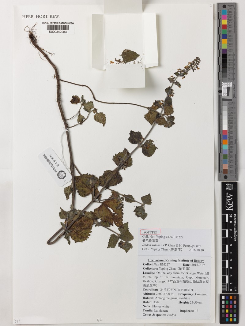 Isodon villosus