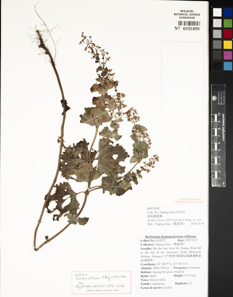 Isodon villosus photo 2