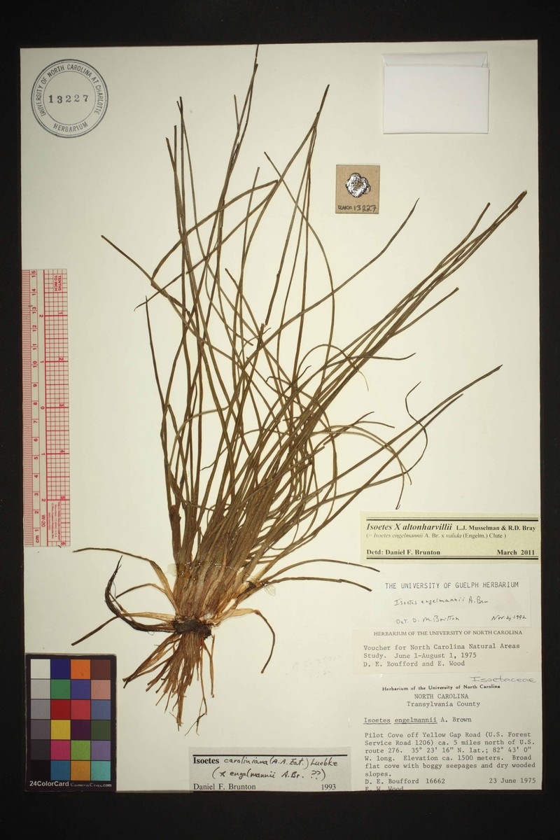 Isoetes × altonharvillii photo 2