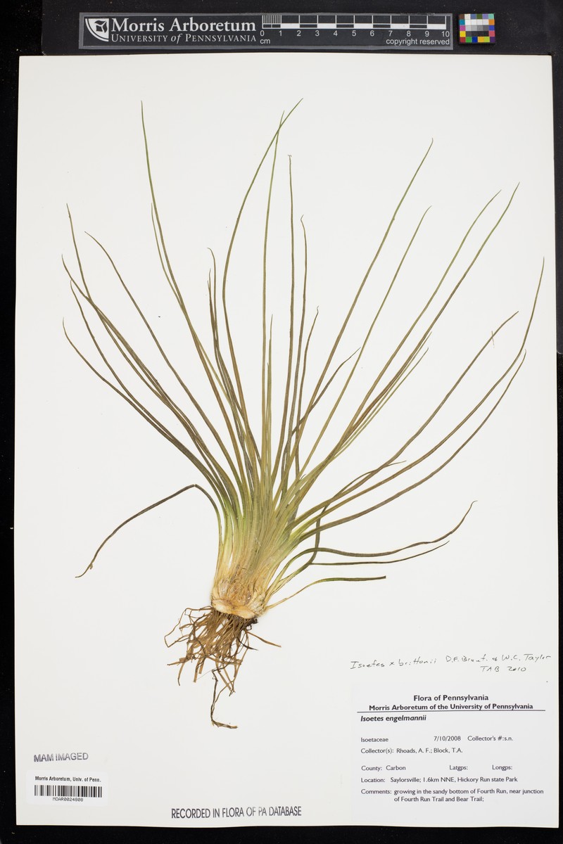 Quillwort