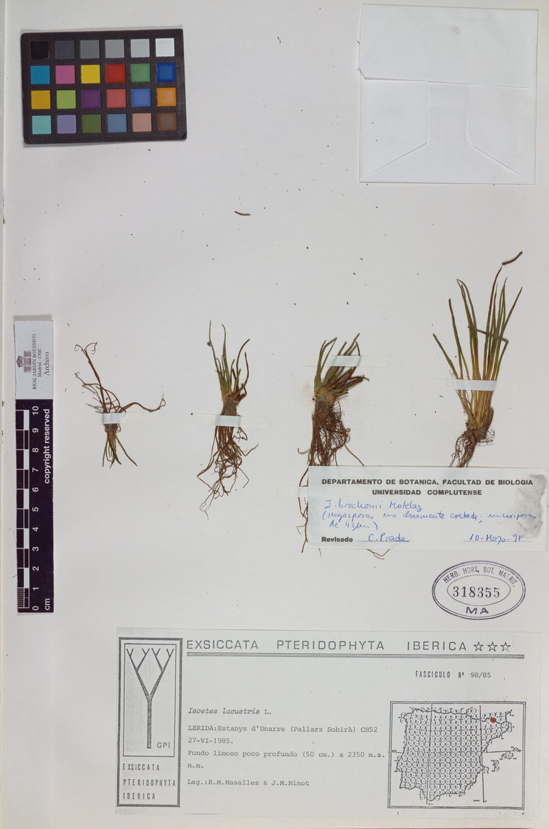 Isoetes × brochonii