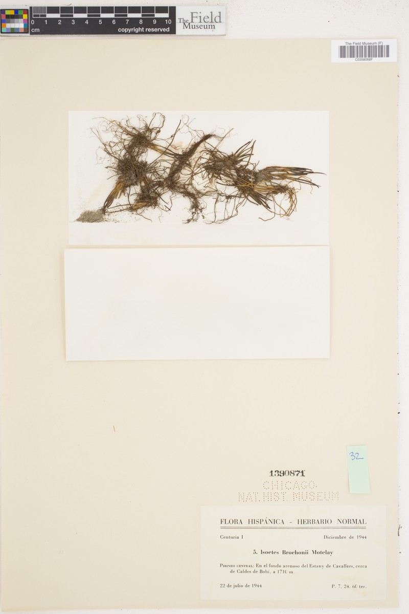 Isoetes × brochonii photo 3