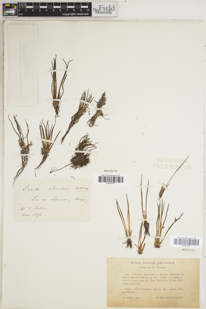 Isoetes × brochonii photo 4