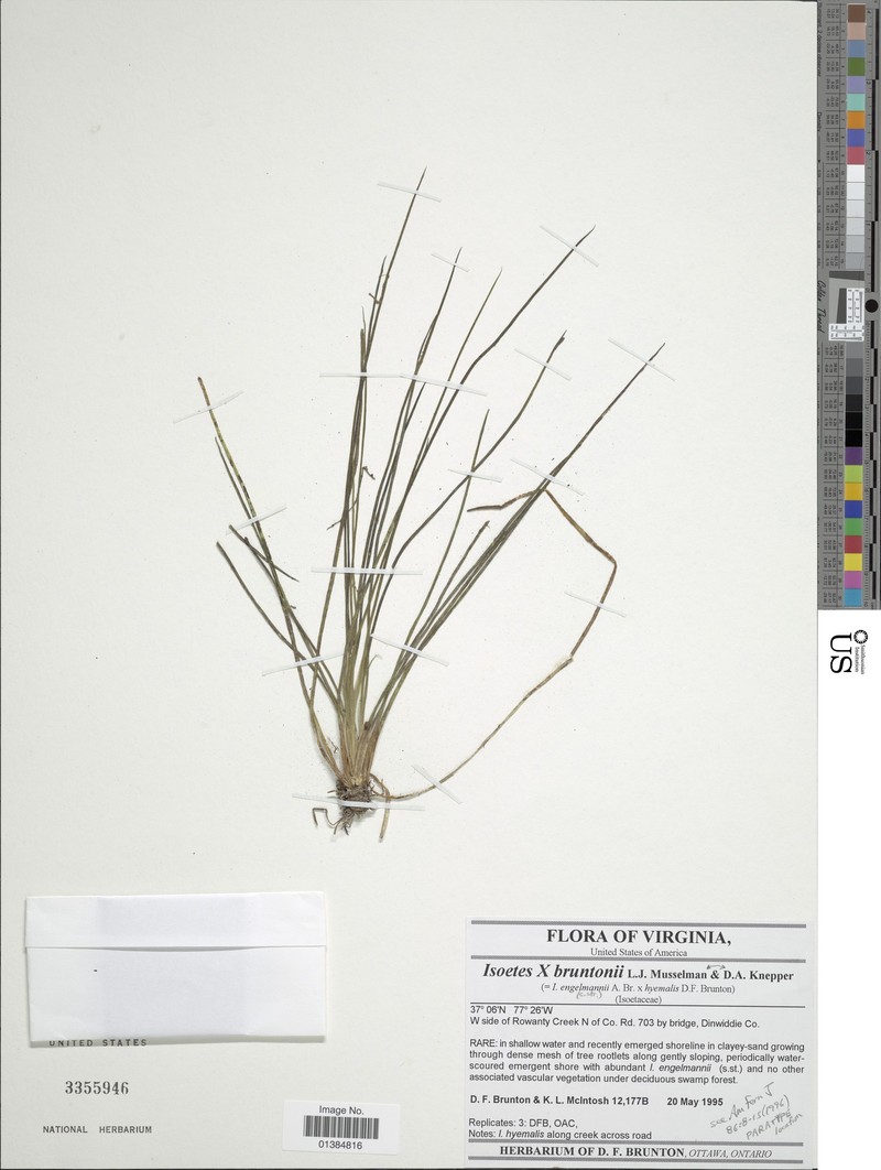 Quillwort