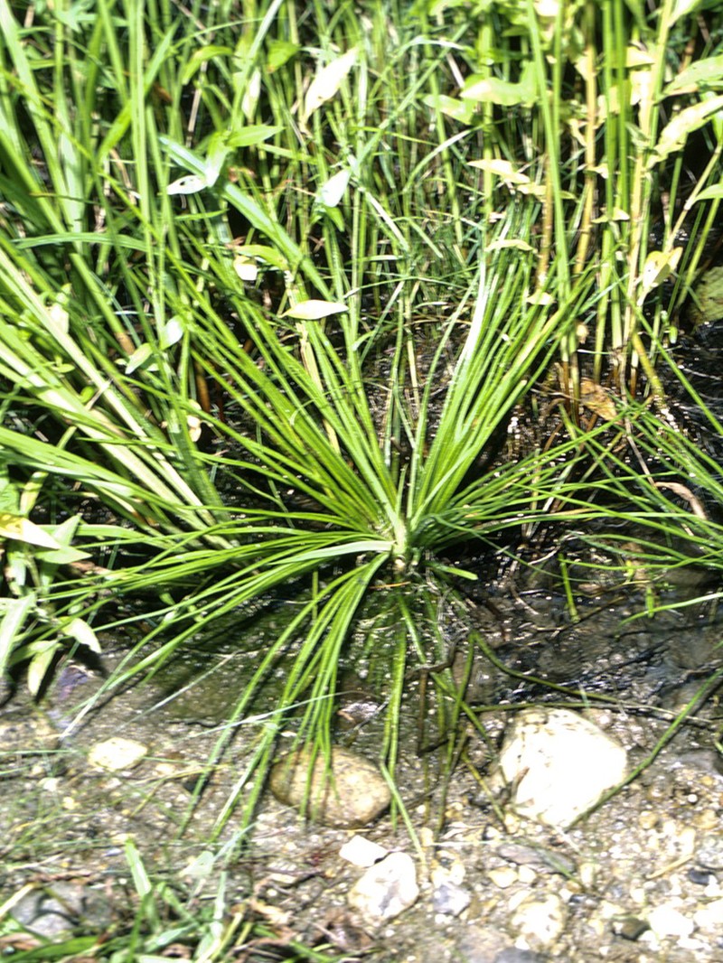 Taylor's Quillwort