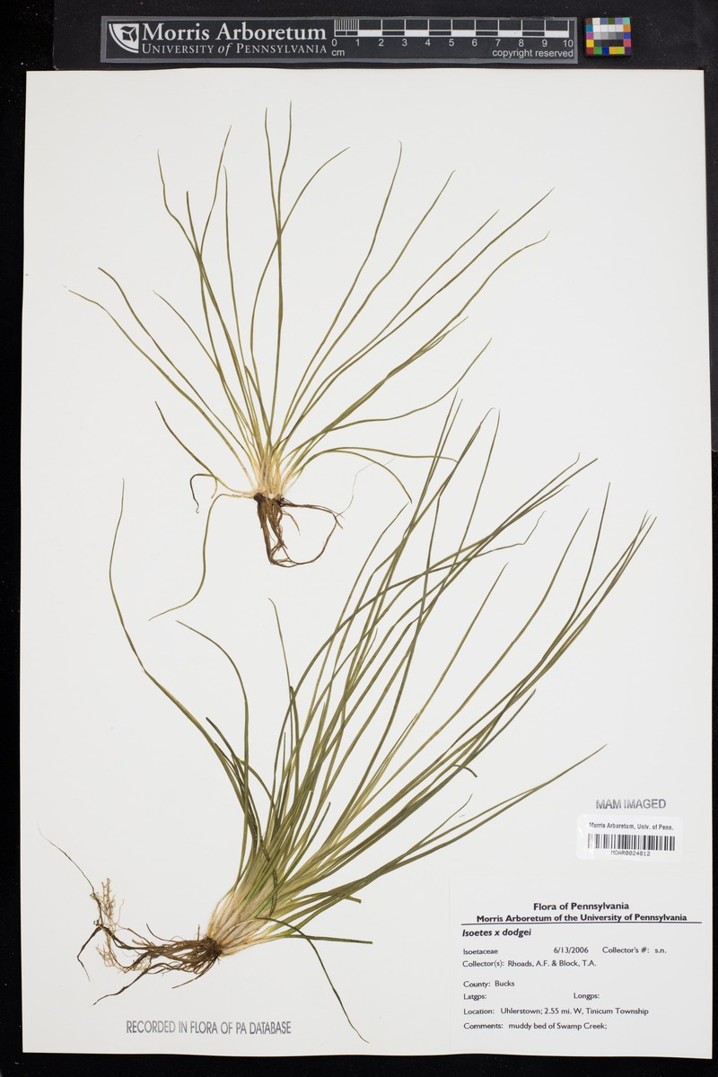 Quillwort