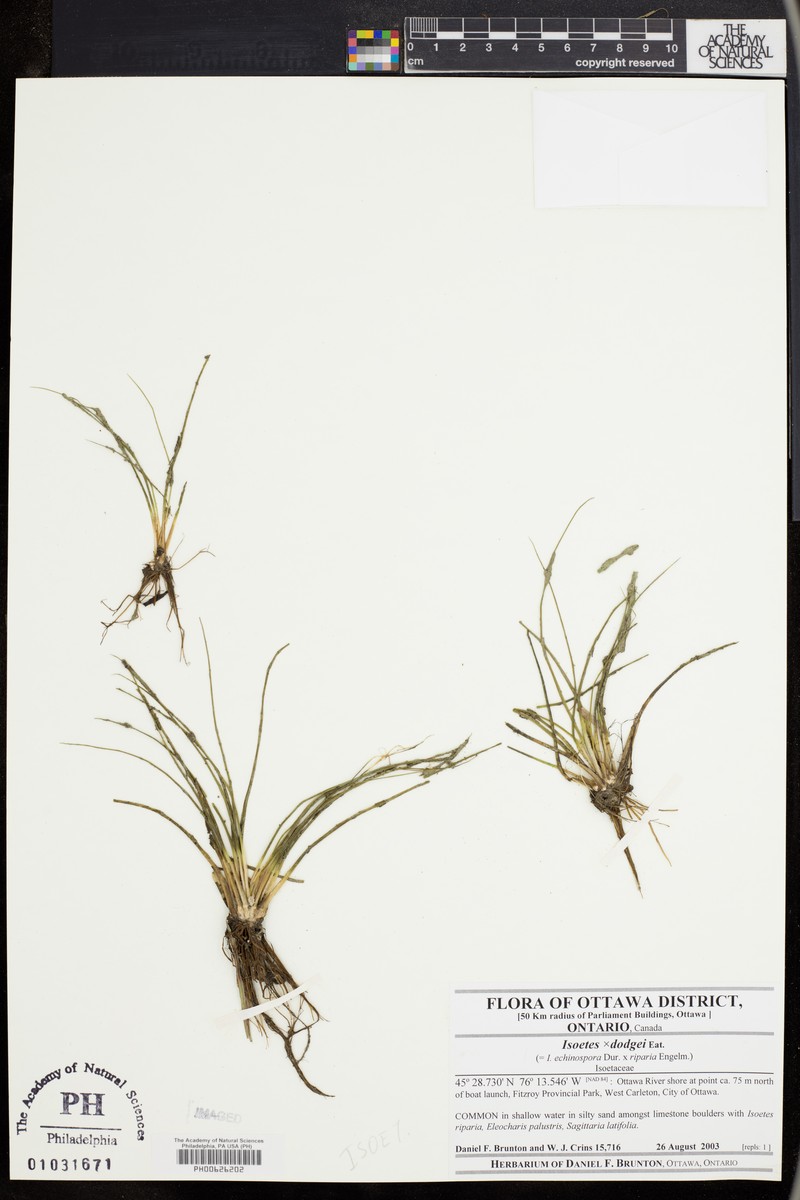 Quillwort photo 2