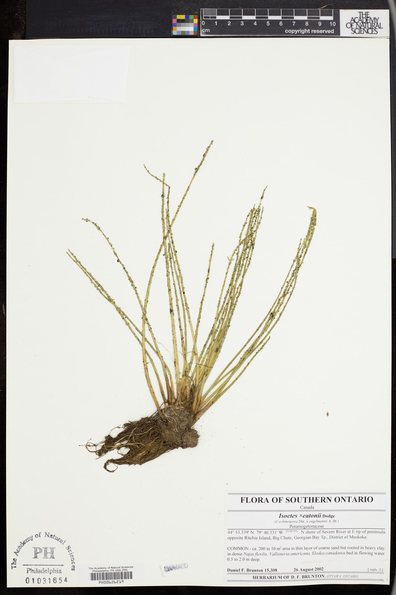 Isoetes × eatonii photo 3