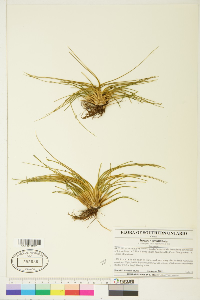 Isoetes × eatonii photo 4