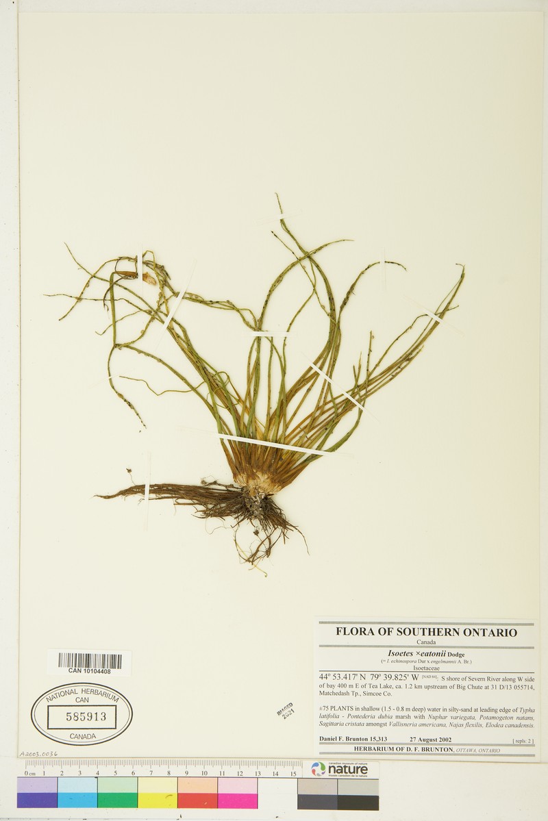 Isoetes × eatonii photo 5