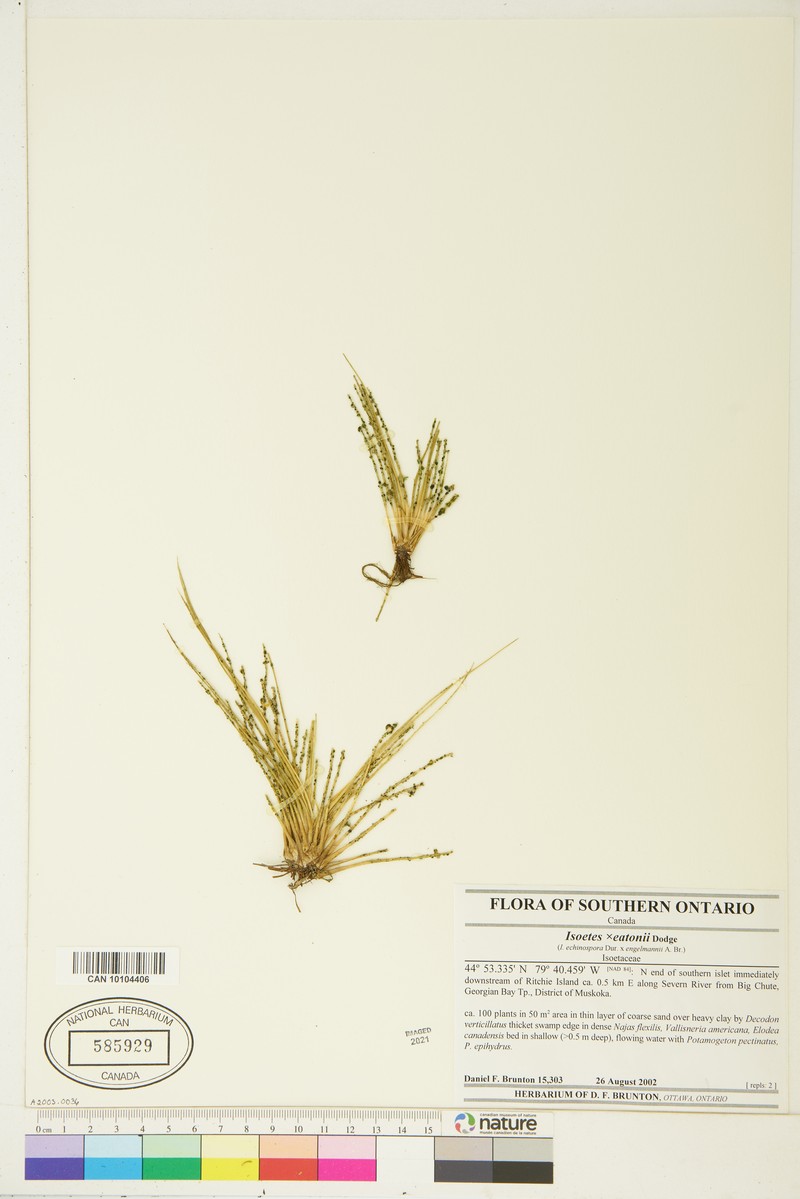 Isoetes × eatonii photo 6