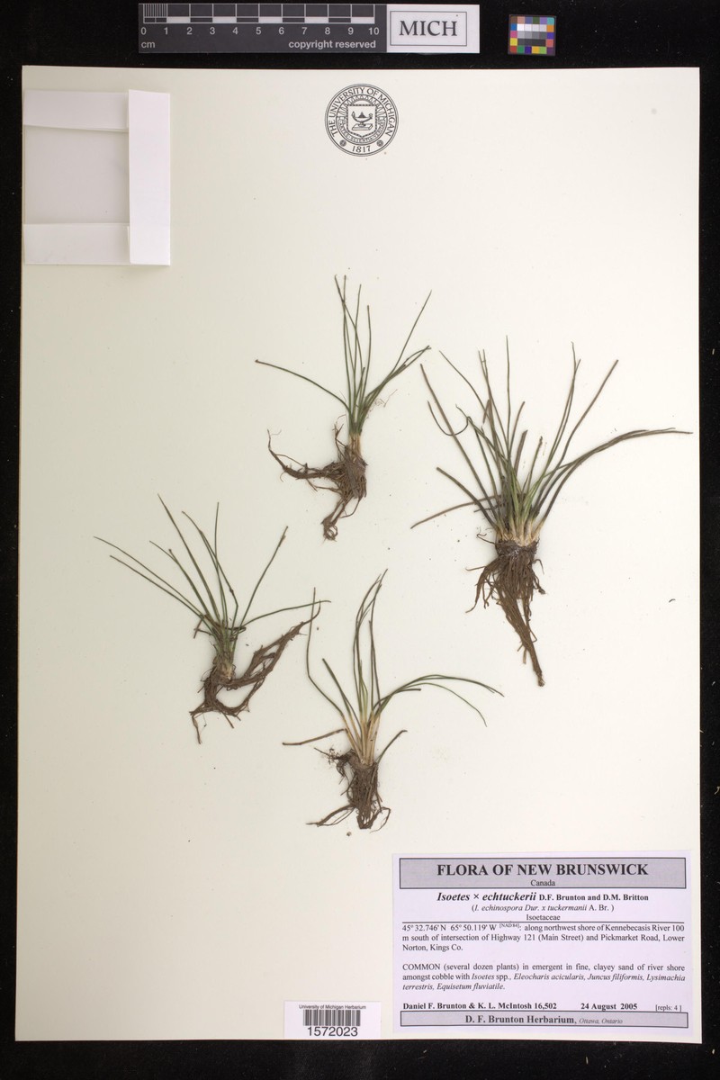 Isoetes × echtuckerii