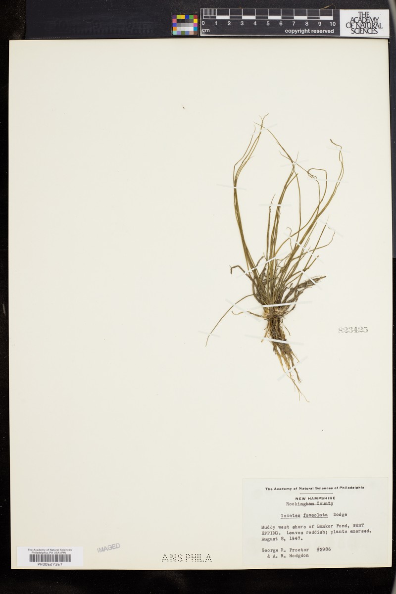 Quillwort