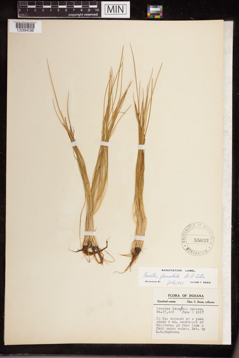 Quillwort photo 2